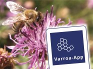 Eine Honigbiene auf einer lila Blüte, in der rechten unteren Ecke ein stilisiertes Handy mit dem Schriftzug Varroa-App und Wabenmuster