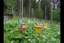 Begattungseinheiten auf einer Belegstelle