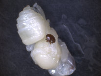 Varroa Auf Puppe