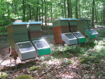 In einem Eichenwald stehen Bienenkästen mit Kästen vor dem Flugloch, welche den Bienentotenfall sammeln.