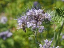 Honigbiene auf Phacelia-Blüte