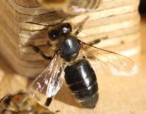 Abgebildet ist eine schwarze, haarlose Biene vor dem Eingang eines Bienenstocks.