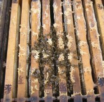 Bienen zwischen Rähmchen in der Winterkugel