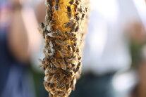 Bienen an Naturwabenbau