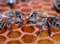 Zwei Bienen sitzen sich gegenüber und füttern sich.