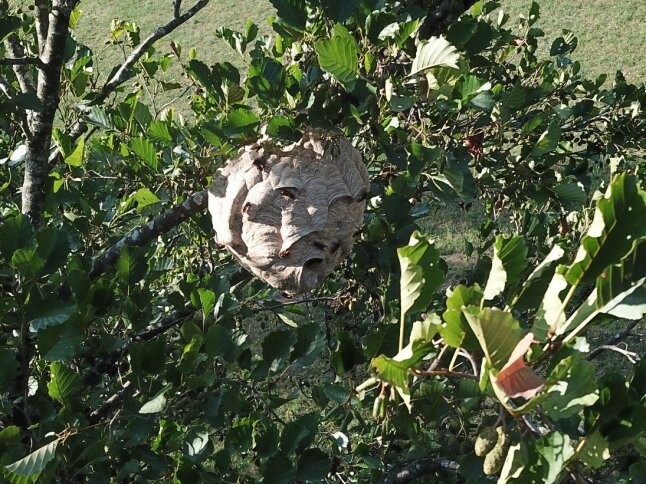 Zu sehen ist ein Medizinball großes, tropfenförmiges, graufarbiges Hornissennest, welches in einem Baum mit Blättern in großer Höhe hängt.