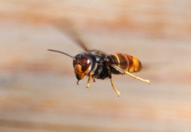 Eine Asiatische Hornisse im Flug.