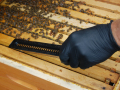 Eine Hand beim Einlegen der Beutenkäferfalle in ein Bienenvolk