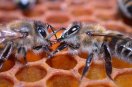 Zwei Bienen auf Wabe in Nahaufnahme