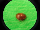 Varroa Milbe braun Mikroskop