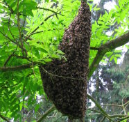 Bienenschwarm an einem Ast
