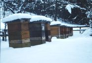 Bienen im Winter