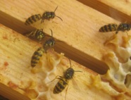 Wespen im Bienenvolk