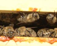 Bitte einen Bienen warten am Flugloch