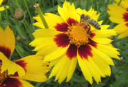 Ein Feld voller Blumen, auf einer der Blüten sitzt eine Biene