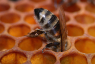 Eine Biene sitzt auf einer Wabe in Nahaufnahme