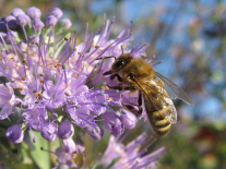 Biene beim Sammeln von Pollen auf einer Blühte