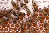 Viele Bienen auf Waben die zum Teil schon verdeckelt sind