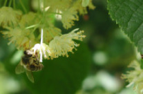 Biene Lindenblüte 1