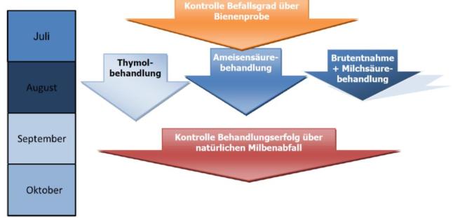 Zeitschiene der Sommerbehandlung mit Behandlung mit Thymol, milchsäure oder Ameisensäure im Bereich Juli bis September sowie einer Varroabefallskontrolle vor und nach der Behandlung