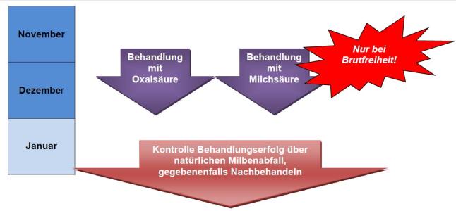 Darstellung zum zeitlichen Ablauf der Winterbehandlung. Die Behandlung mit Milchsäure oder Oxalsäure erfolgt im November oder Dezember zur Brutfreiheit. Die Kontrolle des Behandlungserfolges erfolgt im Januar. Gegebenfalls wird danach noch einmal nachbehandelt.