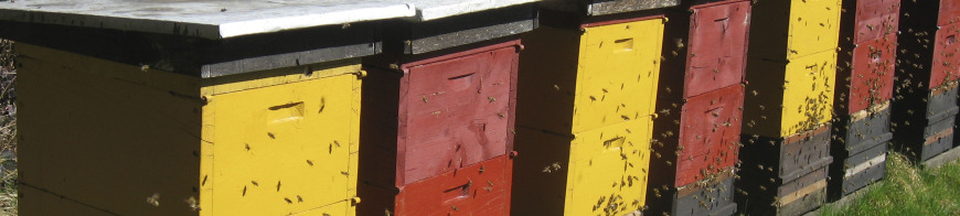 Header Bienenstöcke nebeneinander