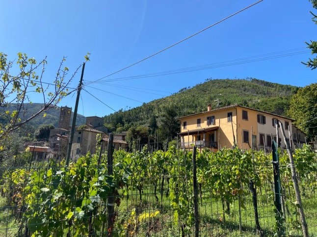 Häusergruppen steht von bewaldeten Bergen im Vordergrund sieht man einen Weingarten