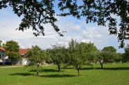 Eine Obstwiese in Asten mit einem Maibaum im Hintergrund.