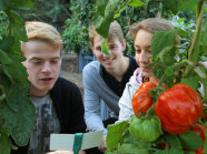 Drei Studierende beim Betrachten einer Tomatenpflanze an der eine große reife Tomate hängt.