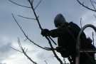 Fachgerechter Schnitt am Obstbaum