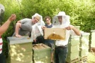Honig ernten und schleudern