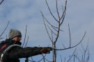 Fachgerechter Schnitt am Obstbaum