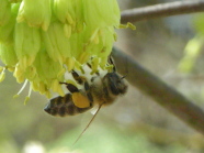 Biene hängt an einer Blüte