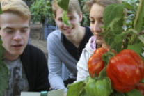 Schüler mit Tomate