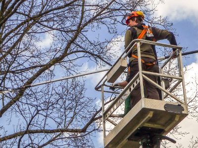 Ein Studierender in Arbeitsbekleidung mit Helm auf einer Hubbühne mit einer Säge an einem langen Stiel beim Abschneiden von Ästen an einem Baum