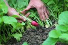 Nahaufnahme von Hand, die Radieschen erntet