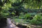 Steingarten mit Farnen und anderen Schattenpflanzen