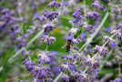 Großaufnahme einer Biene auf einer Lavendelblüte