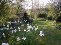 Baum- und Buchsumstandene Wiese im Frühjahr mit Narzissen