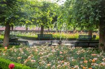 Blick über Rosenbeet auf den baumumstandenen Brunnen 