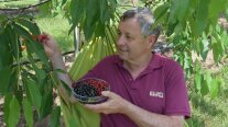 Mann in Hängematte sitzend pflückt Kirschen in eine Glasschale mit Sommerfrüchten