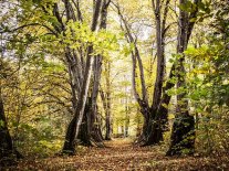 Blick durch einen alten Baumbestand im Frühling