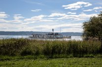 Blick über Wiese und Schilfufer auf einen Ausflugsdampfer im See