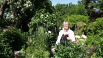 Frau mit Gartenschürze zwischen blühenden Pfingstrosen und Rosen.