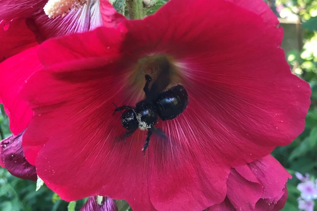 Großaufnahme einer schwarzen Holzbiene in einer Roten stockrsosneblüte