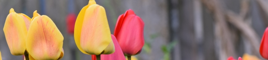 Header Frühlingsblüher Tulpen