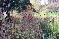 Herbstliche Wildstauden, im Hintergrund Wiese und bepflanzter Hang