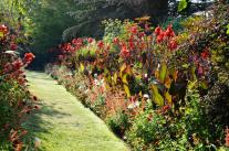 Rotes Beet im Sichtungsgarten Weihenstphan