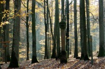 Wegsäule im Eichen-Hainbuchen-Wald