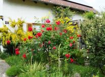 Verschiedene blühende Sträucher und Rosen vor dem Haus.